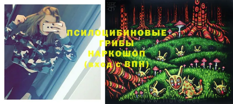 Галлюциногенные грибы Psilocybe  Наволоки 